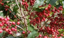 إثيوبيا تصدر  280 ألف طن من انتاج  القهوة  لهذا العام والسعودية أبرز وجهات انتاجها