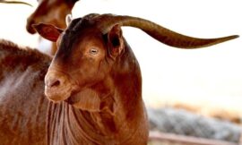 الأدهم أشهرها …6 مسميات و8 ألوان للماعز التهامي  والمربون يعتمدون الدراسات الأجنبية