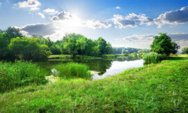 كيف تحسّن الأشجار من حياتنا؟ وأثرها الدائم على الصحة