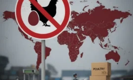 «الغذاء»: حظر كامل لاستيراد لحوم الدواجن والبيض من 40 دولة.. و16 ولاية