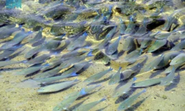 أسماك الحريد بجزر فرسان.. أسراب موسمية تُزيِّن المياه والطبيعة الساحرة