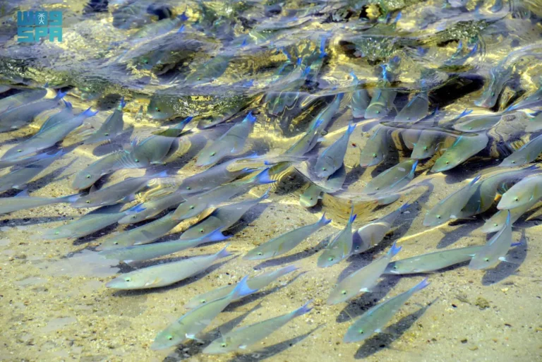 Read more about the article أسماك الحريد بجزر فرسان.. أسراب موسمية تُزيِّن المياه والطبيعة الساحرة