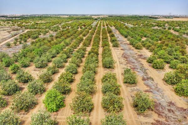 Read more about the article زراعة المانجو في السعودية